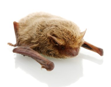 beyaz izole küçük yarasa.