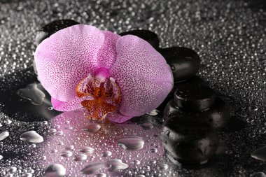 Spa taşlar ve ıslak gri arka plan üzerinde orkide çiçek