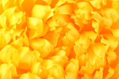 parlak sarı krizantem, close up