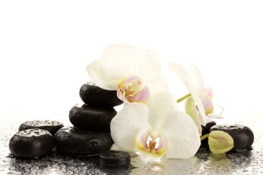 Spa taşlar ve orkide çiçekler, üzerinde beyaz izole