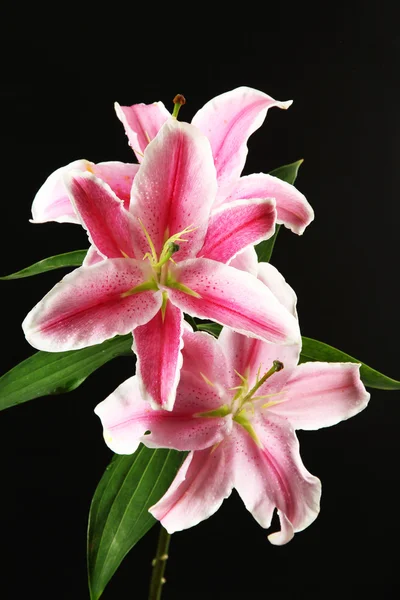 Mooie roze lelie, op zwarte achtergrond — Stockfoto