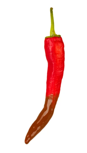 Hot chili peper met chocolade op wit wordt geïsoleerd — Stockfoto