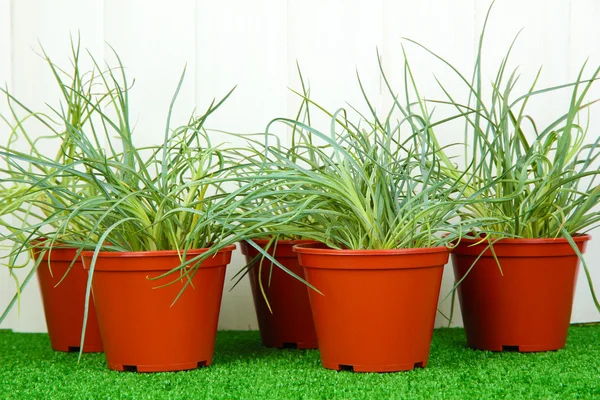Pots with seedling on green grass on wooden background — Stock Photo, Image