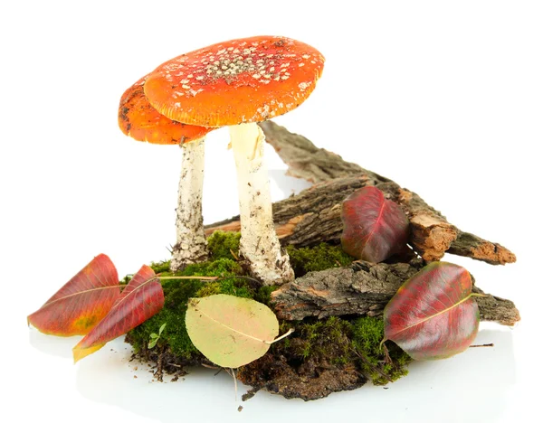 Red amanitas with moss isolated on white — Stock Photo, Image