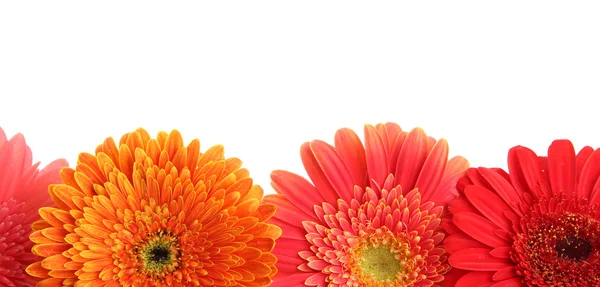 Krásný gerbera květiny izolované na bílém — Stock fotografie