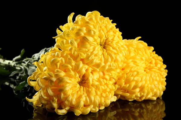 黒の背景に明るい黄色の菊 — ストック写真