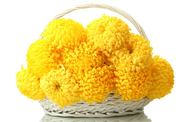 Bright yellow chrysanthemums in basket, isolated on white — Stock Photo, Image