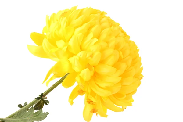 Helder gele chrysanthemum, geïsoleerd op wit — Stockfoto