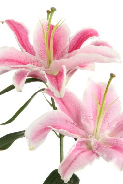 Güzel pembe zambak, beyaz üzerine izole edilmiş.