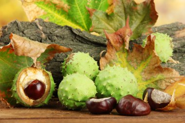 kestane ile sonbahar yaprakları ve kabuk kurutulmuş