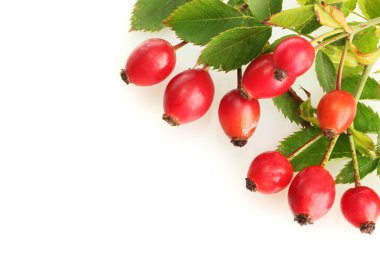 Olgun kalça gül dalı yapraklarla üzerine beyaz izole