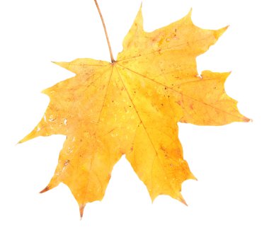 Parlak sonbahar yaprağı, beyaz üzerine izole