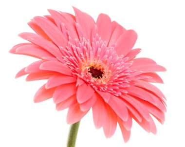 güzel gerbera çiçek üzerinde beyaz izole