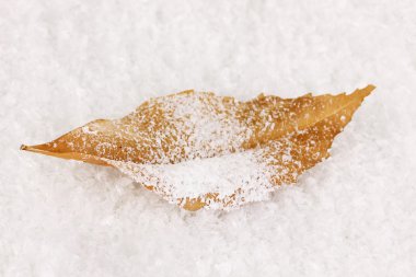 düşmüş yaprağına snow