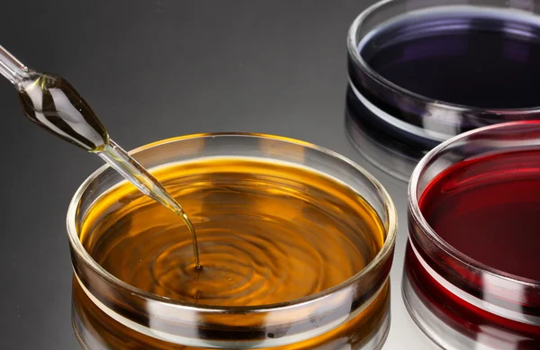 Color liquid in petri dishes on grey background — Stock Photo, Image