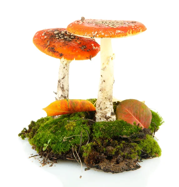 Red amanitas with moss isolated on white — Stock Photo, Image