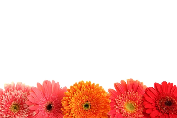 Beautiful gerbera flowers isolated on white — Stock Photo, Image