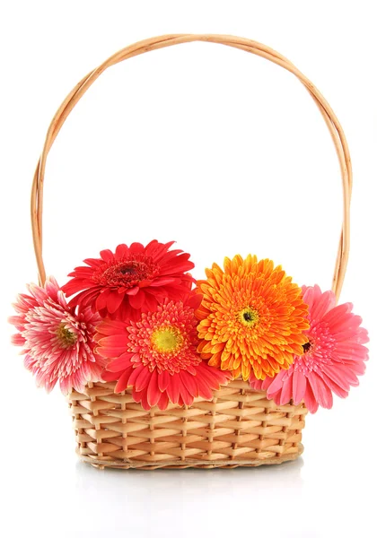 Hermosas flores de gerberas en cesta aislada en blanco —  Fotos de Stock