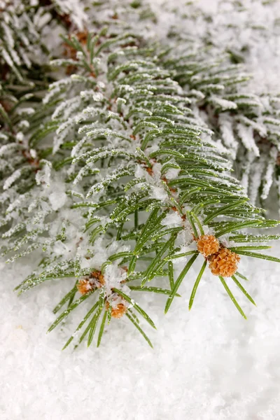 雪で覆われているトウヒ — ストック写真