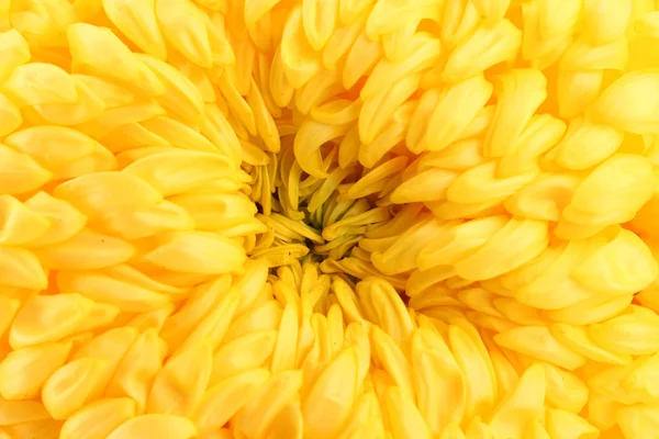 Helder gele chrysanthemum, close-up — Stockfoto