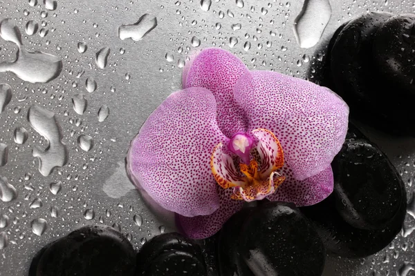 Pedras de spa e flor de orquídea, sobre fundo cinza molhado — Fotografia de Stock