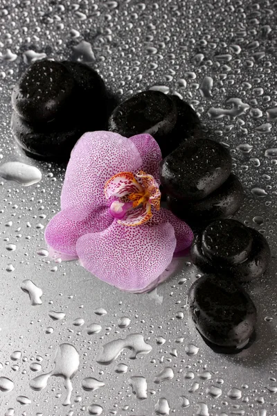 Курортные камни и цветок орхидеи, на мокром сером фоне — стоковое фото