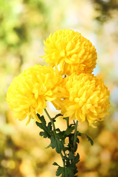 Crisantemos de color amarillo brillante, sobre fondo verde — Foto de Stock