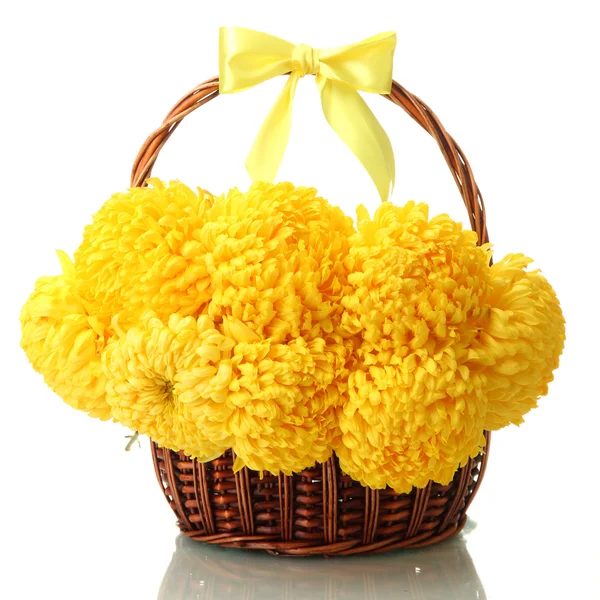 Crisantemi giallo brillante in cesto, isolati su bianco — Foto Stock