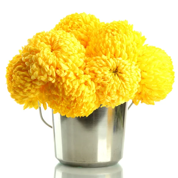 Bright yellow chrysanthemums in metal bucket, isolated on white — Stock Photo, Image