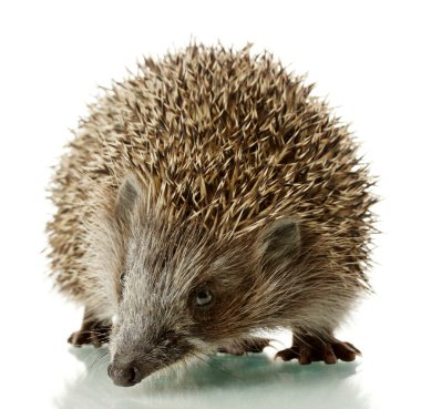 Hedgehog, isolated on white clipart