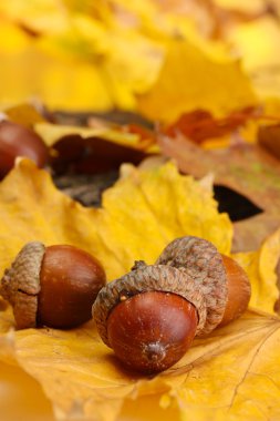 Sonbahar yapraklarında kahverengi meşe palamutları, yakın