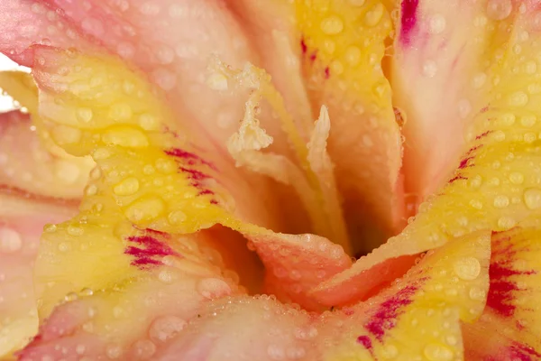 Ramo de gladiolus amarelo-rosa no fundo branco close-up — Fotografia de Stock