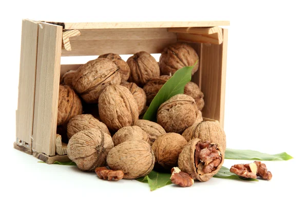 Грецкие орехи с зелеными листьями в деревянном ящике, изолированные на белом — стоковое фото