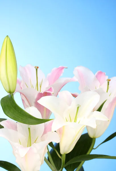 Beautiful lily on blue background — Stock Photo, Image