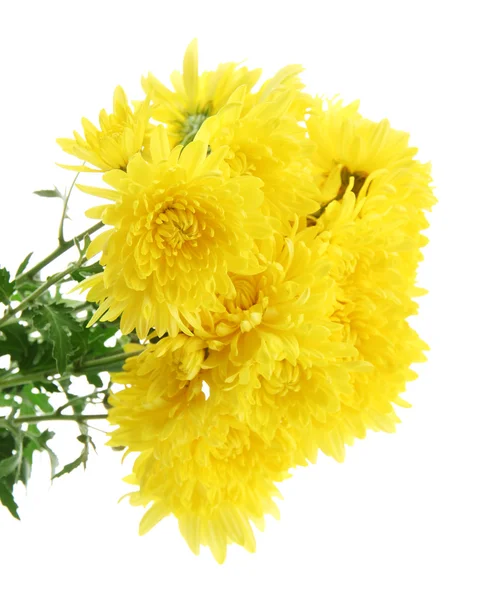 Bouquet of beautiful chrysanthemum flowers, isolated on white — Stock Photo, Image