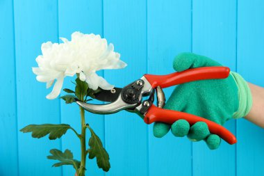 secateurs çiçek çit zemin üzerine