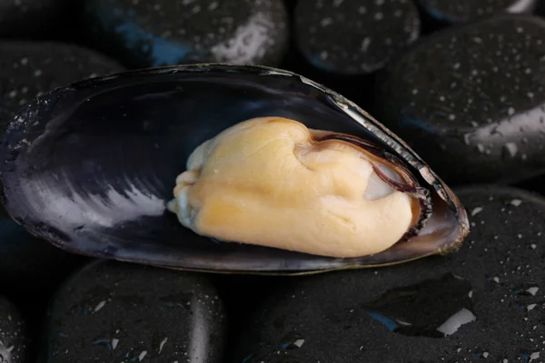 Mossel in shell op stenen close-up — Stockfoto