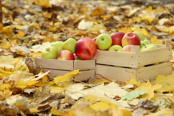 Cajas de manzanas frescas maduras en el jardín en hojas de otoño —  Fotos de Stock