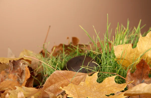 Mushrooms in grass on brown background — Stock Photo, Image