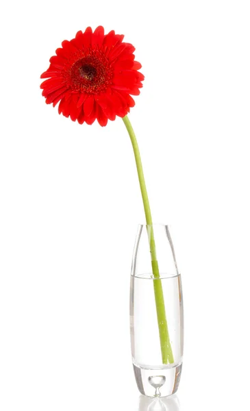 白で隔離される花瓶に美しいガーベラ — ストック写真