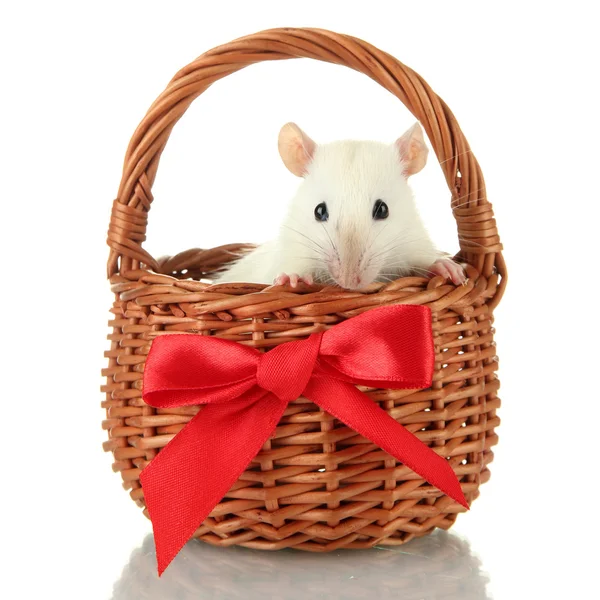 Funny little rat in basket, isolated on white — Stock Photo, Image