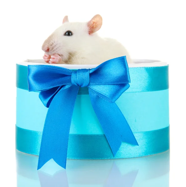 Pequeña rata divertida en caja de regalo, aislada en blanco —  Fotos de Stock