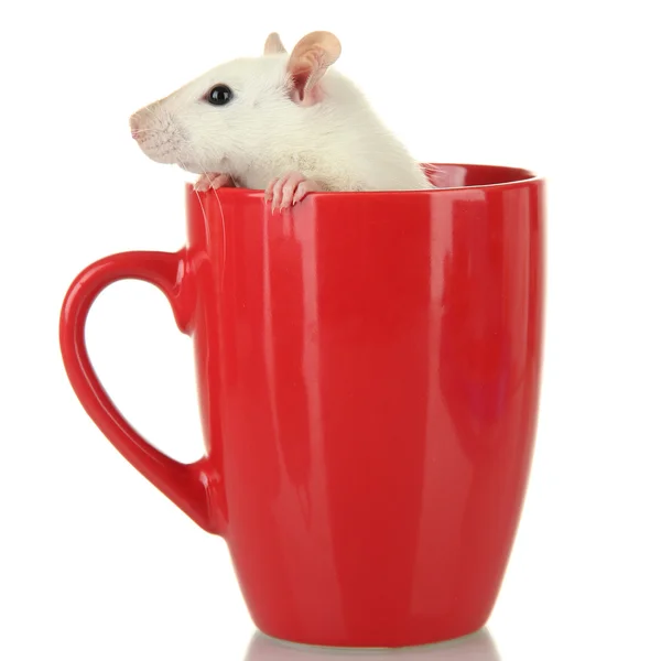 Pequeña rata divertida en taza, aislada en blanco —  Fotos de Stock