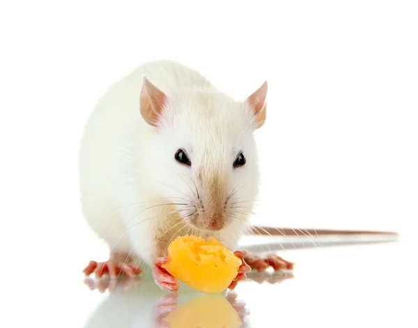 Legrační malá krysa se sýrem, izolované na bílém — Stock fotografie
