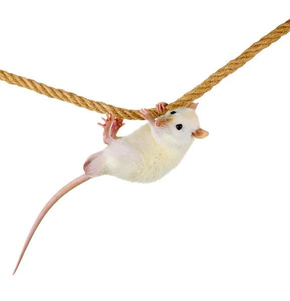Funny little rat on rope, isolated on white — Stock Photo, Image