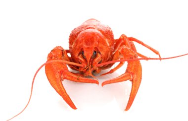 beyaz izole lezzetli haşlanmış kerevit