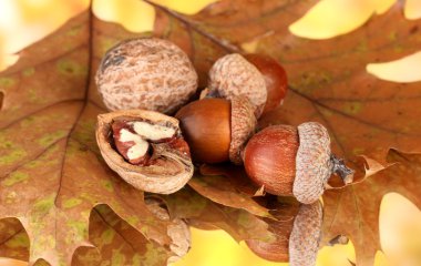 Autumnal leaves on bright background, macro close up
