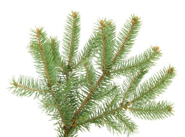 köknar ağacı dalı, üzerinde beyaz izole