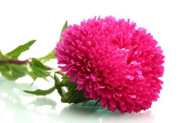 Roze aster bloem, geïsoleerd op wit — Stockfoto