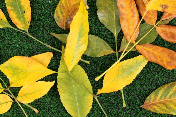 Composition à partir de feuilles d'automne jaunes sur fond d'herbe — Photo